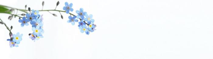 цветы (81)